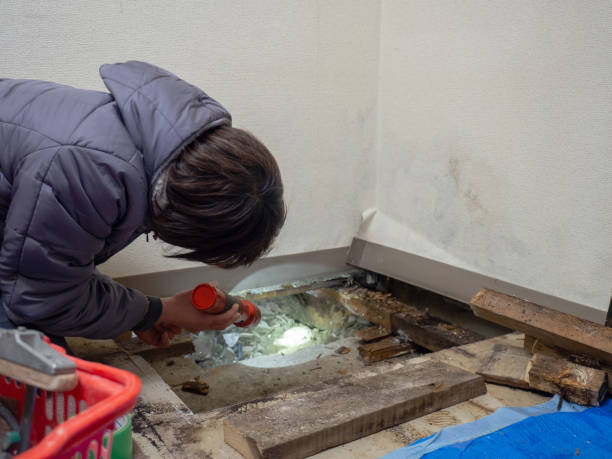 Best Attic Mold Removal  in Maunawili, HI