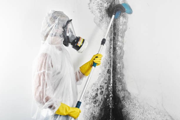 Best Airborne Mold Testing  in Maunawili, HI