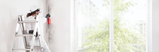 Best Emergency Mold Remediation  in Maunawili, HI