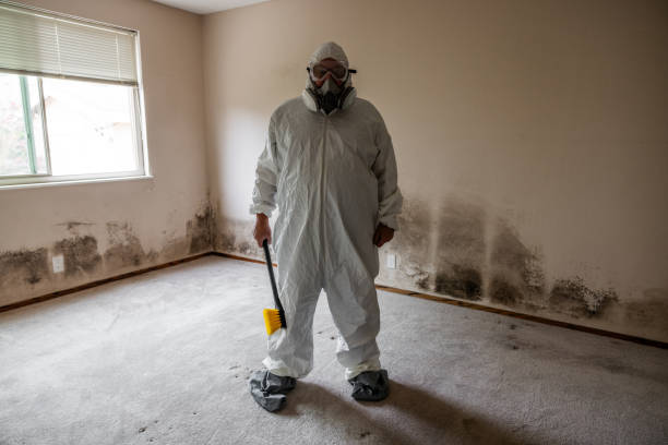 Best Black Mold Removal  in Maunawili, HI